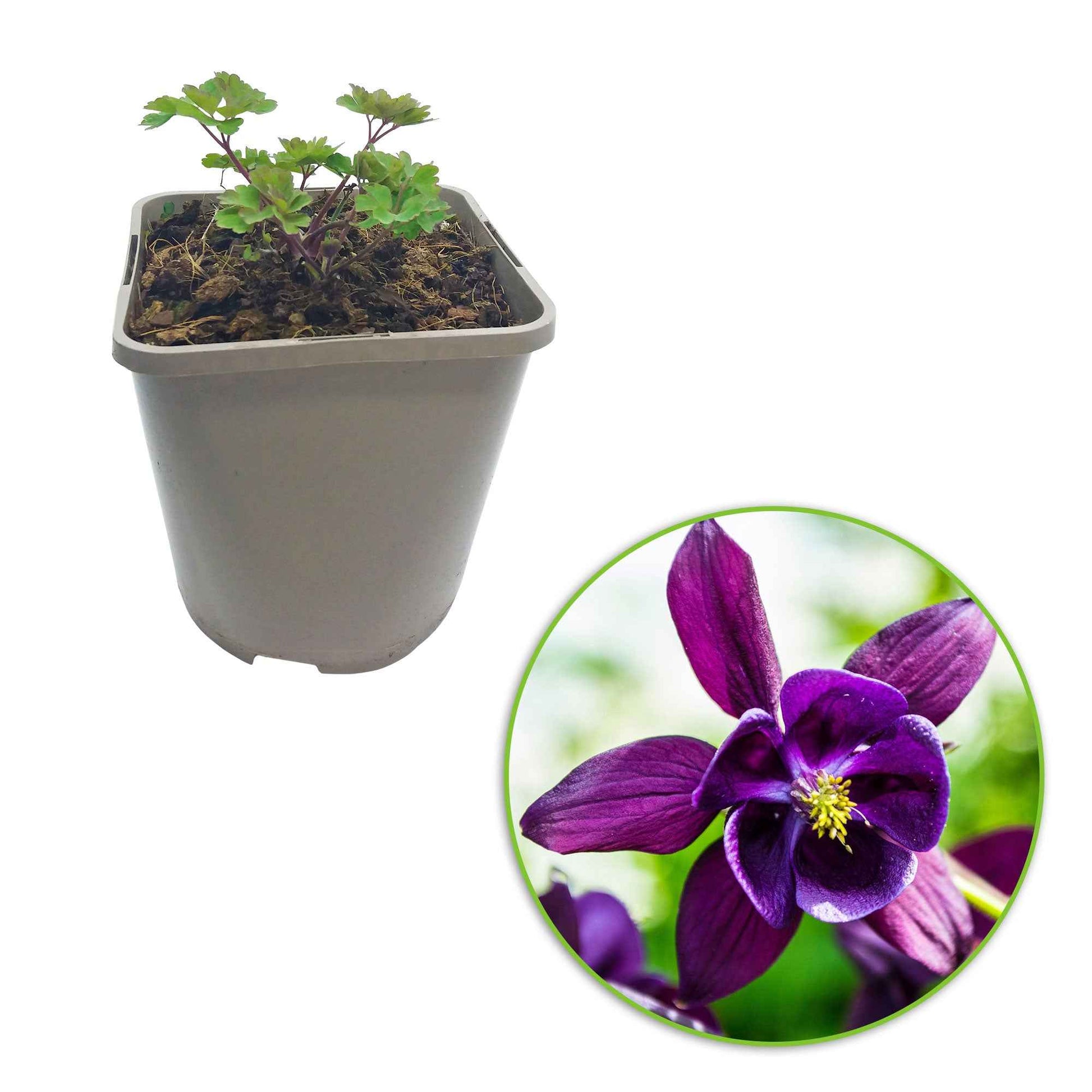 Aquilegia vulgaris Granny's Bonnets - Akelei (x3) - Akelei