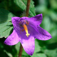Knäuel-Glockenblume 'Viking' - Campanula Viking - Bakker