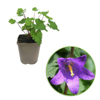 Campanula Viking - Knäuel-Glockenblume 'Viking' - Glockenblumen