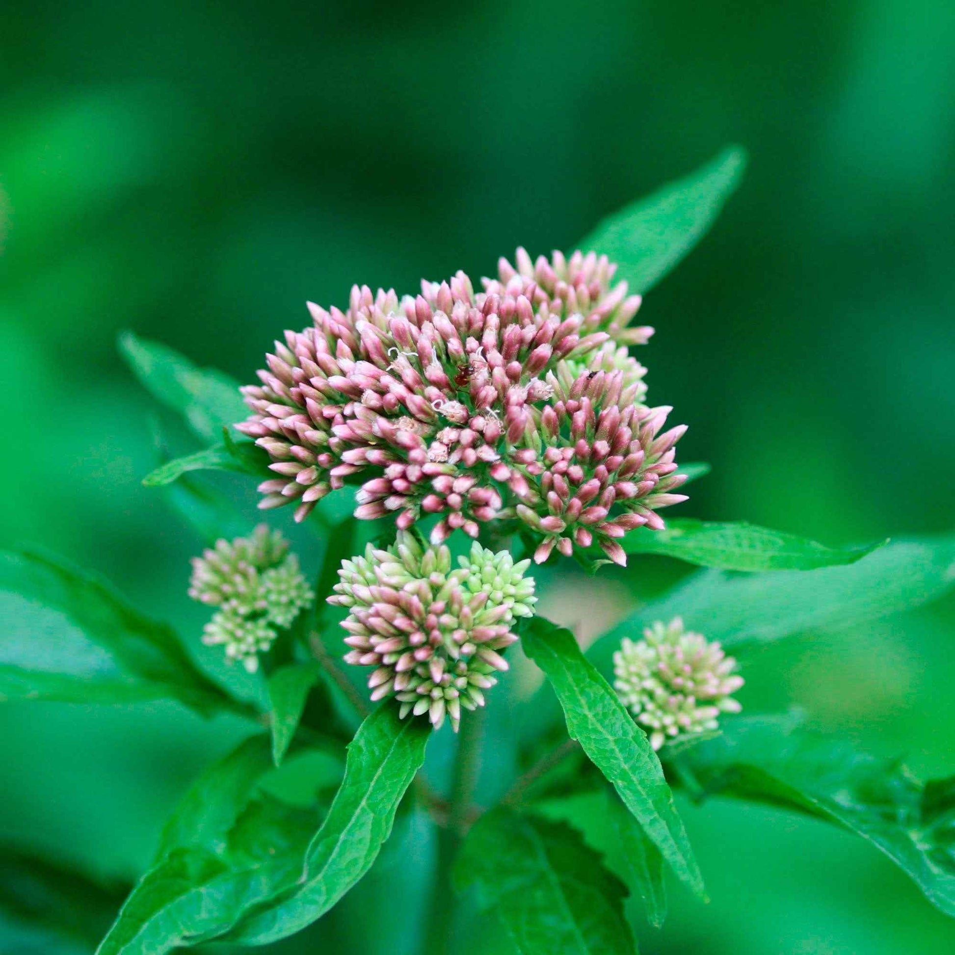 Stauden - Gewöhnlicher Wasserdost - Eupatorium cannabinum
