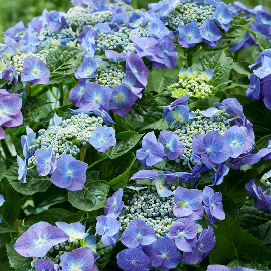 Tellerhortensie blau - Bakker