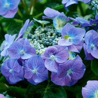 Tellerhortensie blau - Hydrangea macrophylla teller blue - Bakker