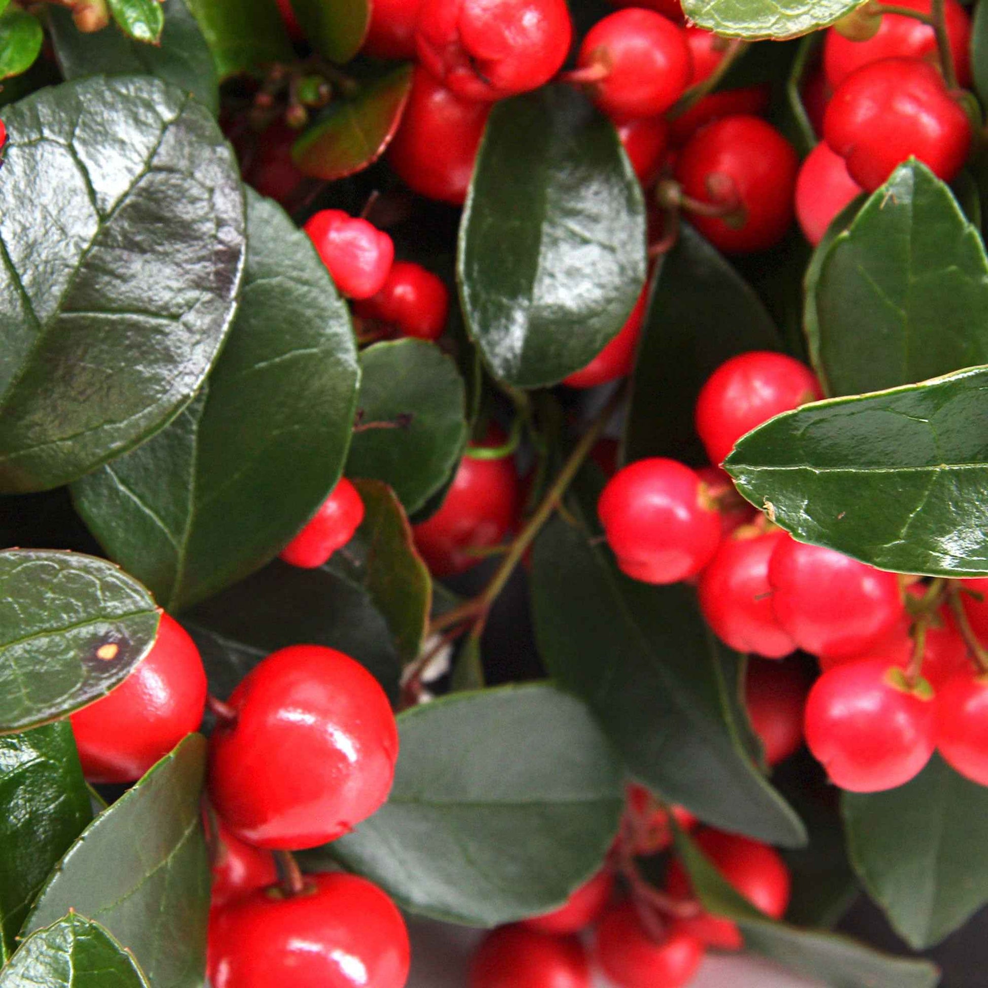 Gaultheria procumbens 'Big Berry' - Gaultheria procumbens Big Berry - Bakker