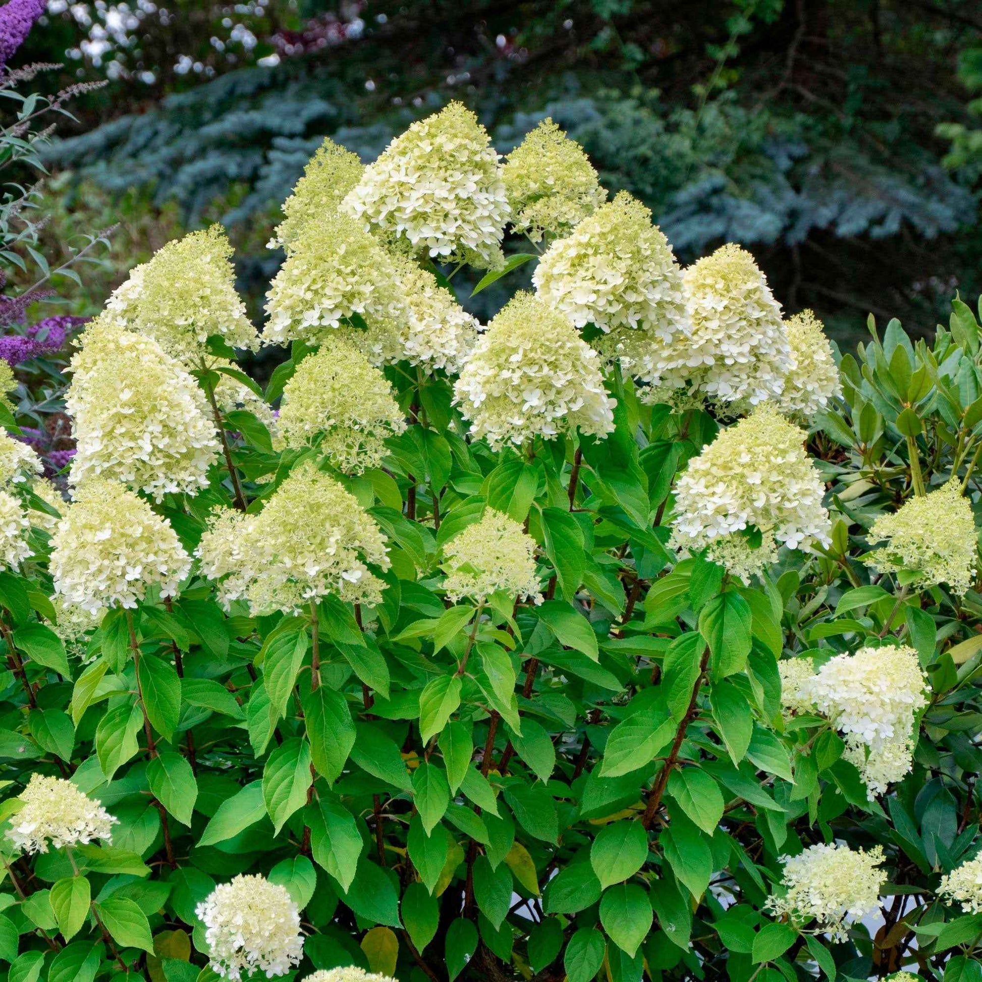 Rispenhortensie 'Silver Dollar' - Hydrangea paniculata Silver Dollar - Bakker
