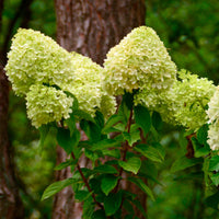 Rispenhortensie - Rispenhortensie 'Silver Dollar' - Hydrangea paniculata Silver Dollar