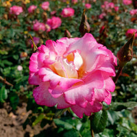 Rosa Haendel - Kletterrose 'Haendel' - Kletterrosen