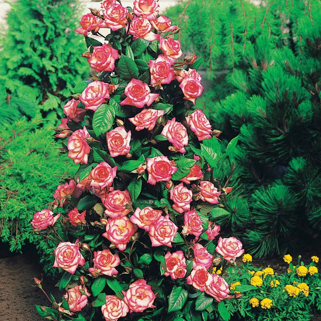Kletterrose 'Haendel' - Rosa Haendel - Bakker