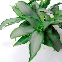 Murdannia Loriformis 'Bright Star' - Murdannia loriformis Bright Star - Bakker