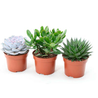Sukkulenten-Kollektion (Aloe, Echeveria, Crassula) - Aloe , Echeveria , Crassula - Bakker