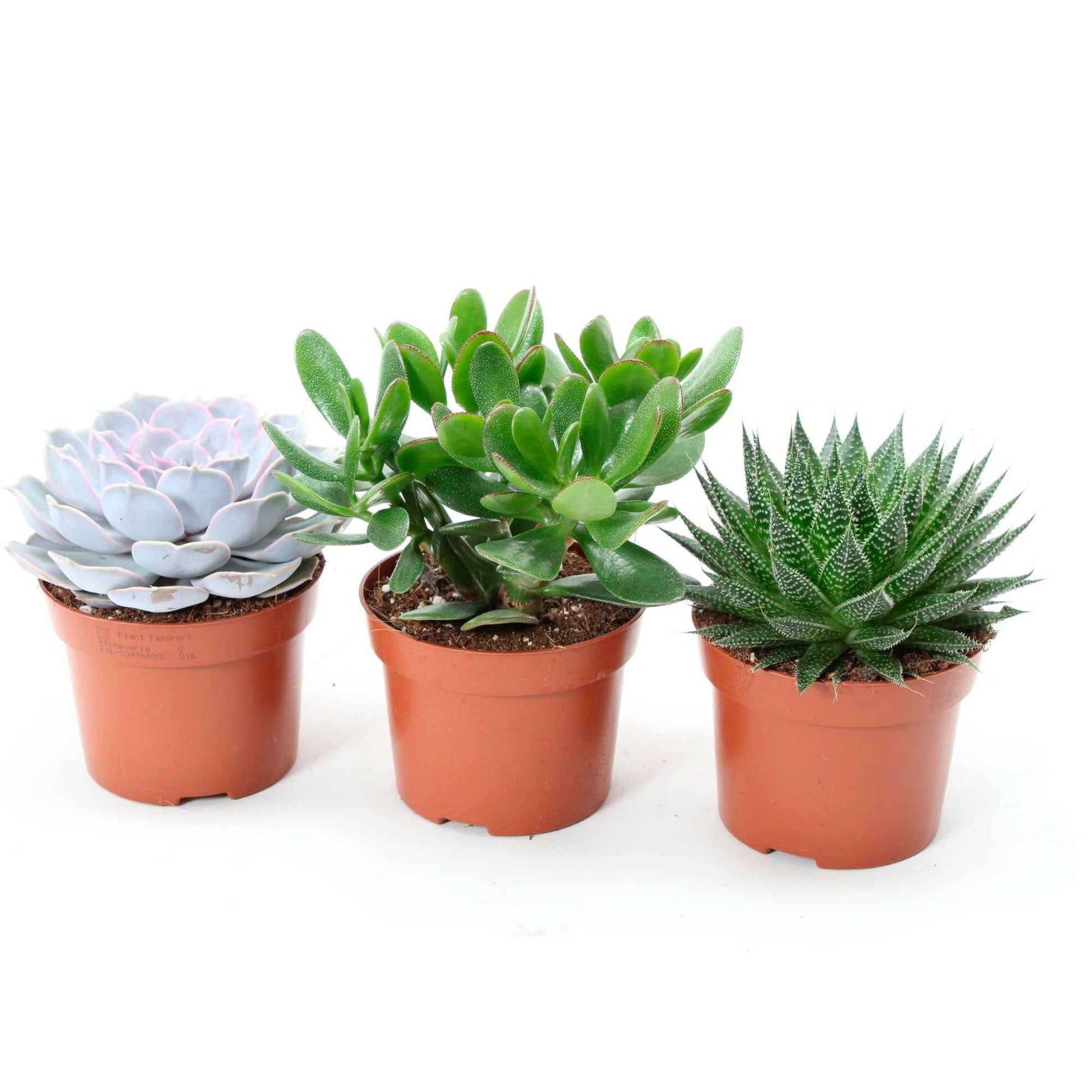 Sukkulenten-Kollektion (Aloe, Echeveria, Crassula) - Aloe , Echeveria , Crassula - Bakker