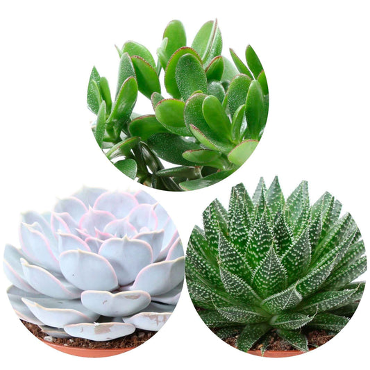 Sukkulenten-Kollektion (Aloe, Echeveria, Crassula) - Bakker