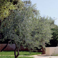 Olivenbäume - Olivenbaum - Olea europaea