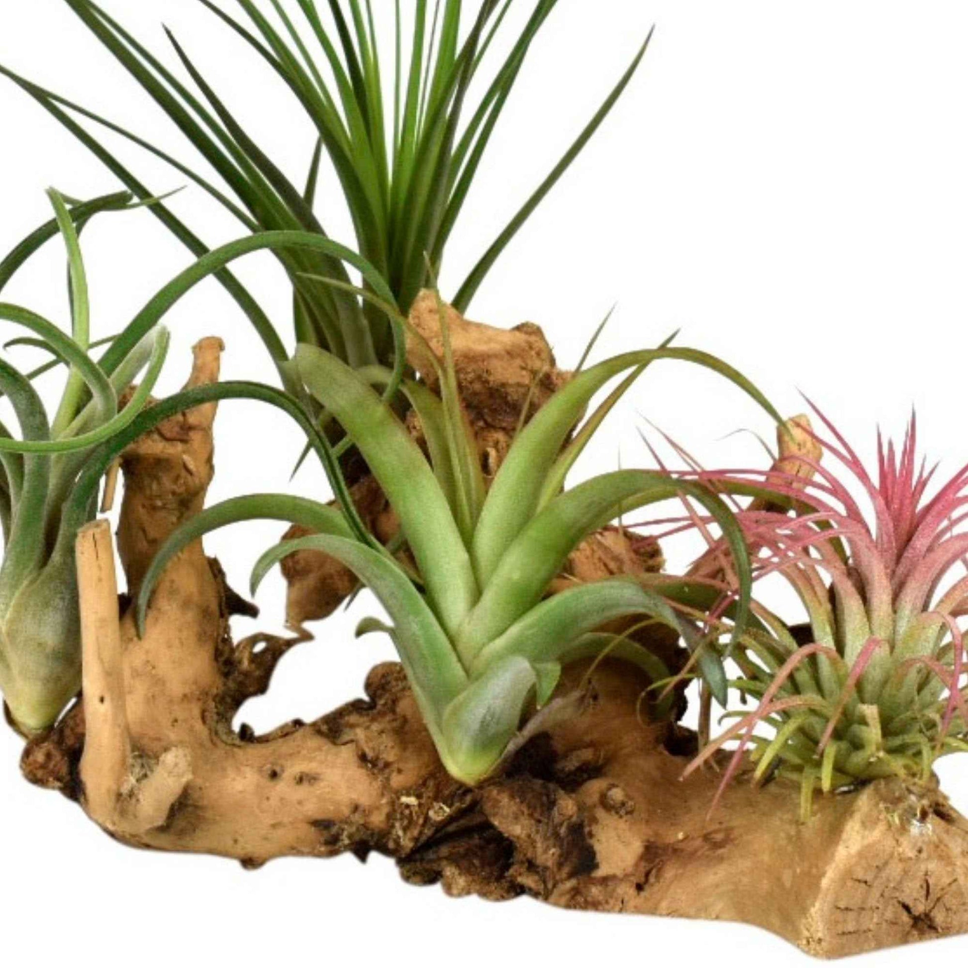 4 Tillandsien auf Holz-Halterung - Tillandsia - Bakker