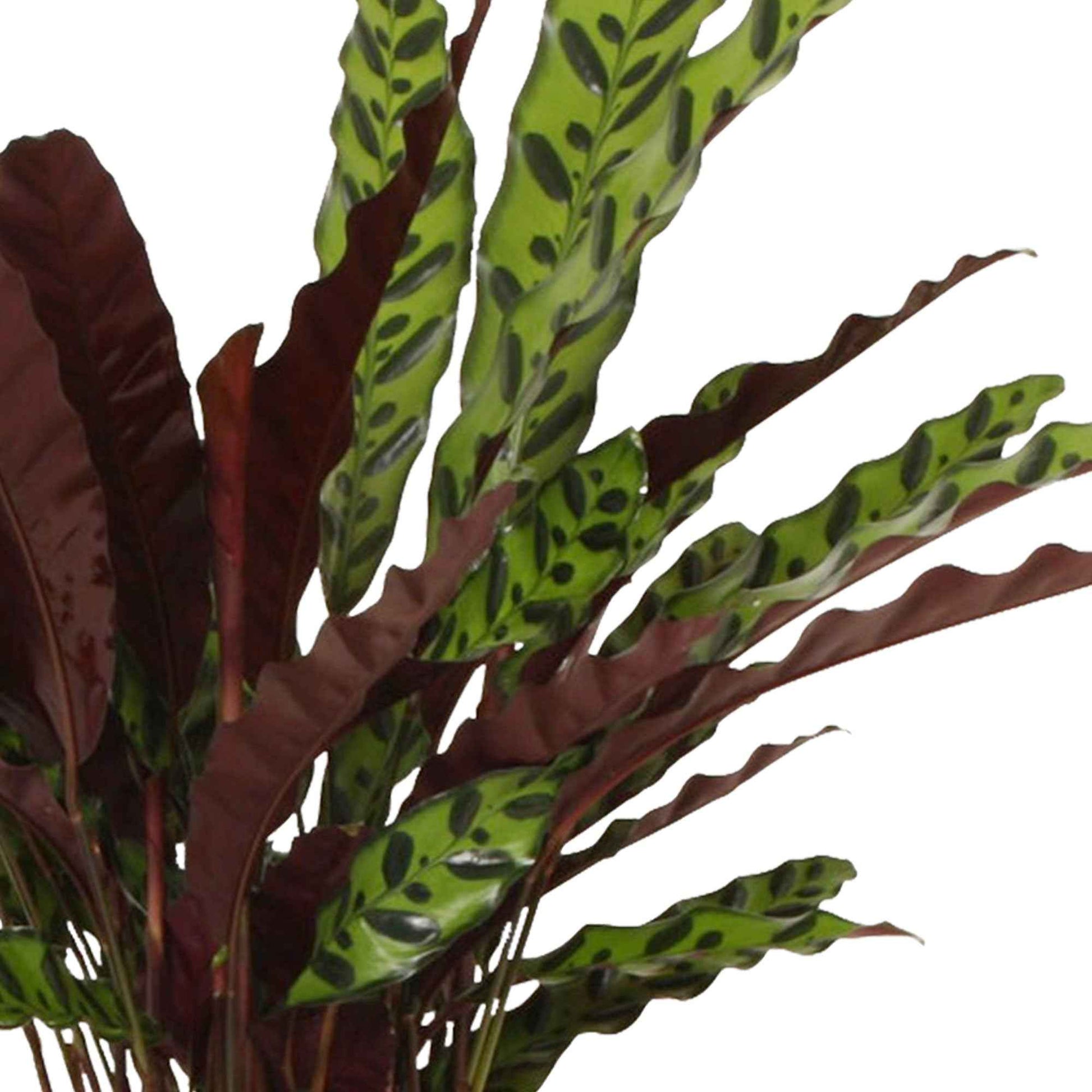 Calathea - Korbmarante 'Insigne' - Calathea insignis
