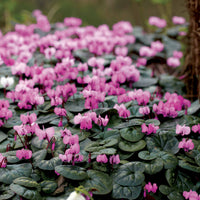 Cyclamen coum - Alpenveilchen 'Coum' (x3) - Sommerzwiebeln