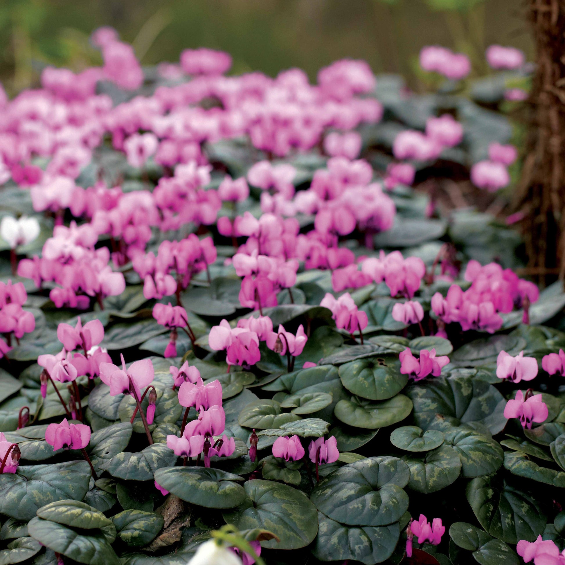Cyclamen coum - Alpenveilchen 'Coum' (x3) - Sommerzwiebeln