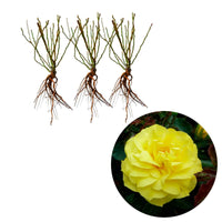 Beetrose 'Friesia' (x3) - Rosa polyantha friesia - Bakker