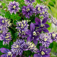 Clematis Taïga - Waldrebe 'Taiga' - Clematis
