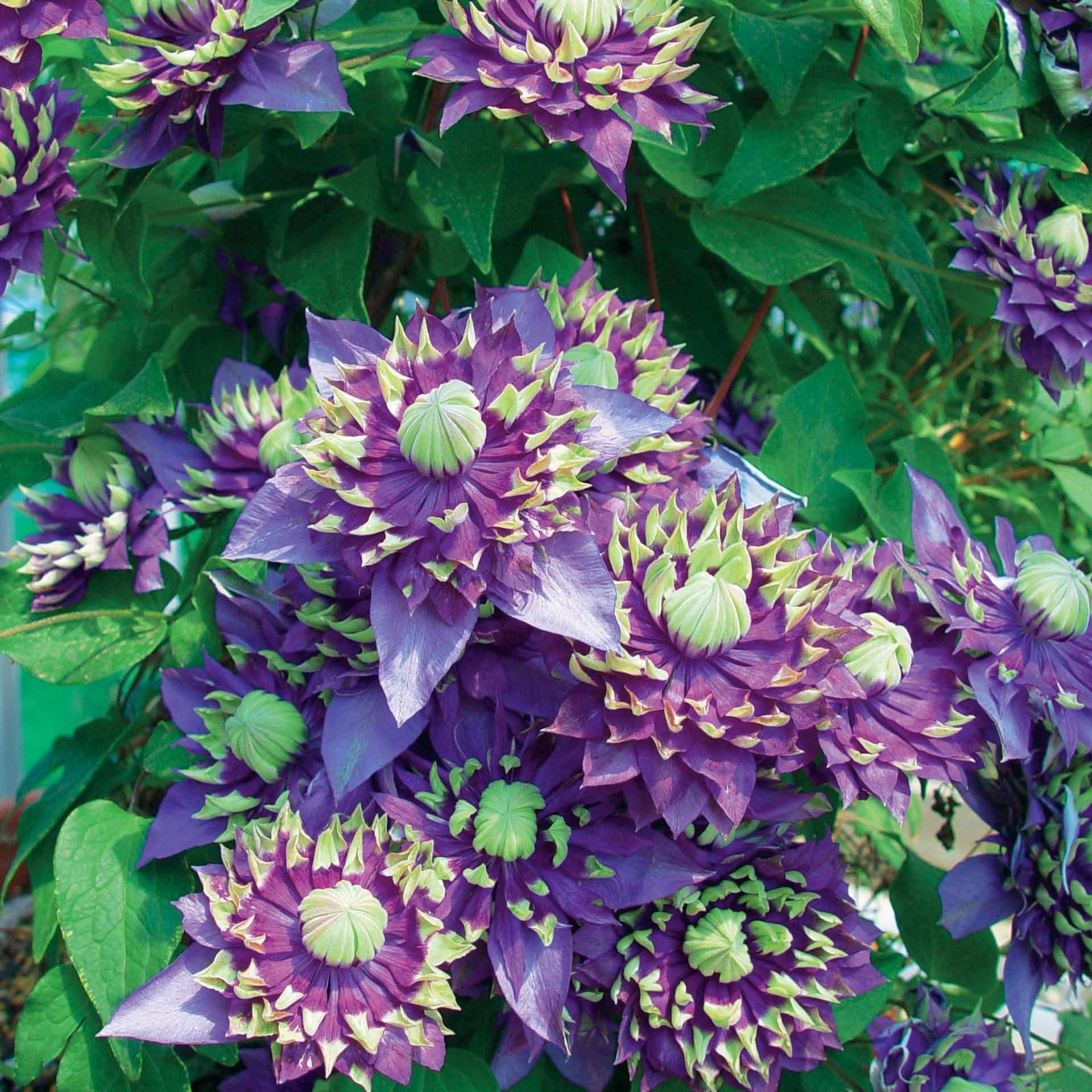 Clematis - Waldrebe 'Taiga' - Clematis Taïga