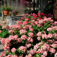 Geranie 'Appleblossom' (x3) - Bakker