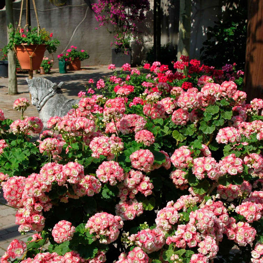 Geranie 'Appleblossom' (x3) - Bakker