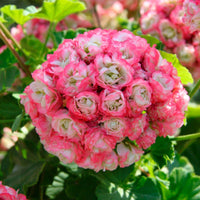 Pelargonium zonale apple blossom - Geranie 'Appleblossom' (x3) - Geranien - Pelargonien