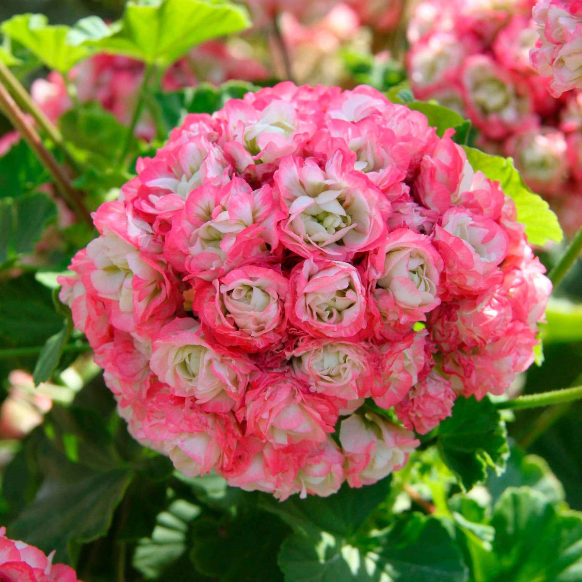 Pelargonium zonale apple blossom - Geranie 'Appleblossom' (x3) - Geranien - Pelargonien