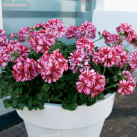 Hänge-Geranie zweifarbig (x3) - Pelargonium peltatum nixe - Bakker