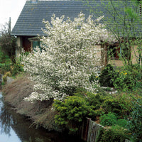 Verkauf Kupfer-Felsenbirne - Blühende Sträucher