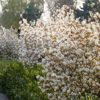 Verkauf Amelanchier lamarckii - Kupfer-Felsenbirne