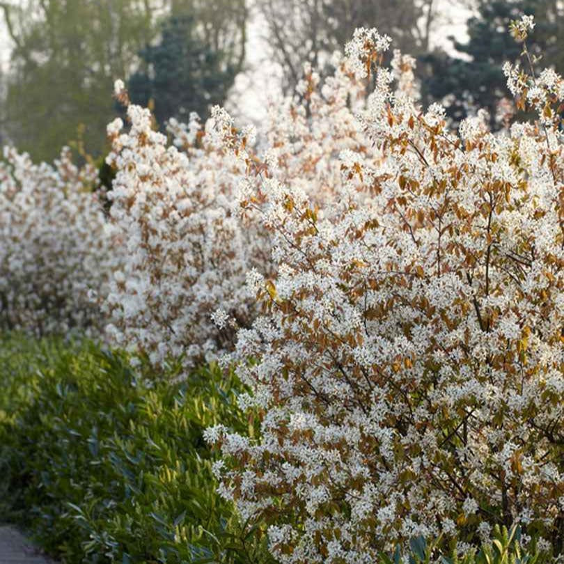 Verkauf Amelanchier lamarckii - Kupfer-Felsenbirne