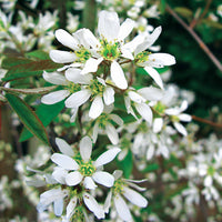 Verkauf Blühende Sträucher - Kupfer-Felsenbirne