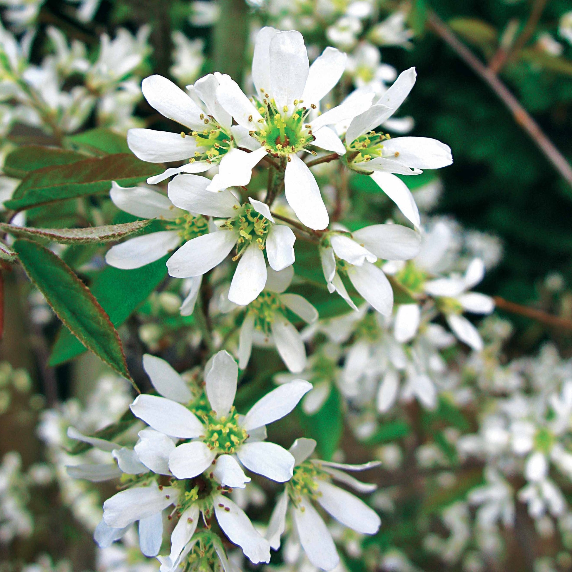 Verkauf Blühende Sträucher - Kupfer-Felsenbirne