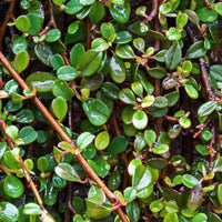 Cotoneaster Dammeri - Teppich-Zwergmispel 'Major' - Blühende Sträucher