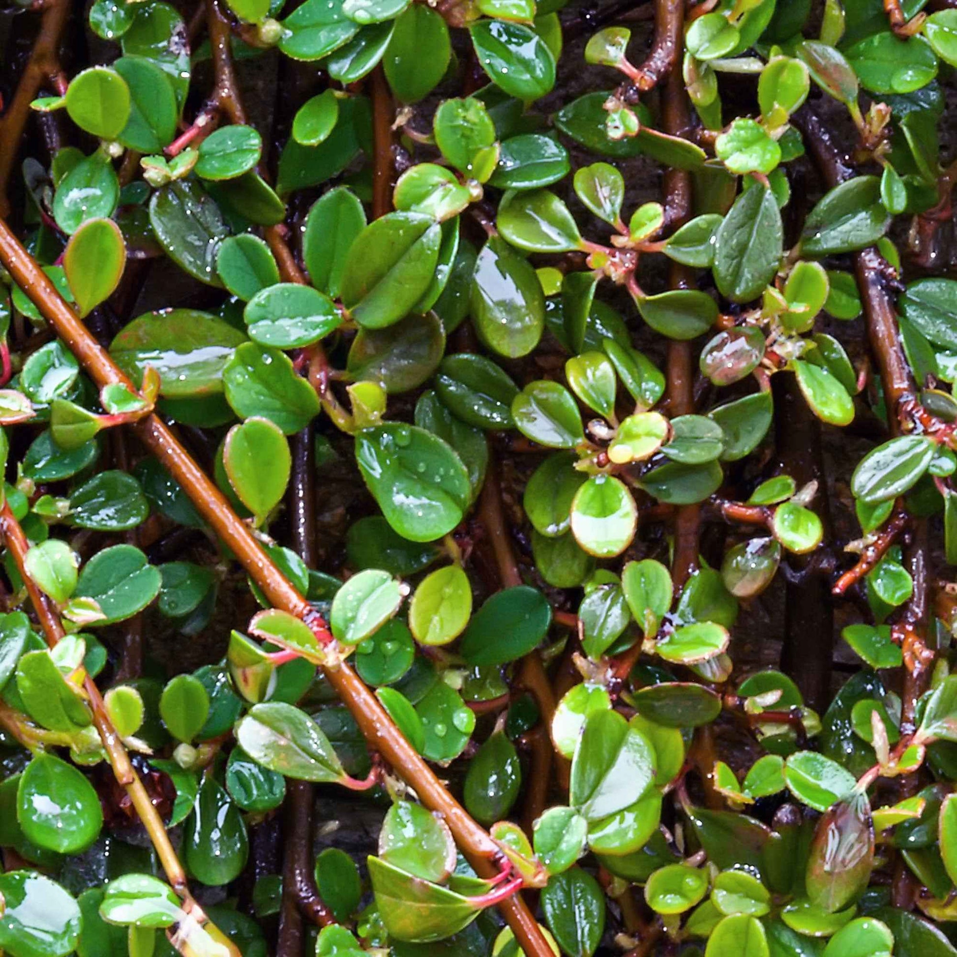 Cotoneaster Dammeri - Teppich-Zwergmispel 'Major' - Blühende Sträucher