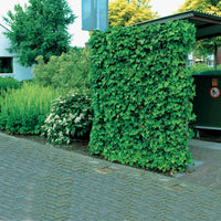 Kletter-Efeu - Hedera - Großblättriger Irischer Efeu (x3) - Hedera hibernica