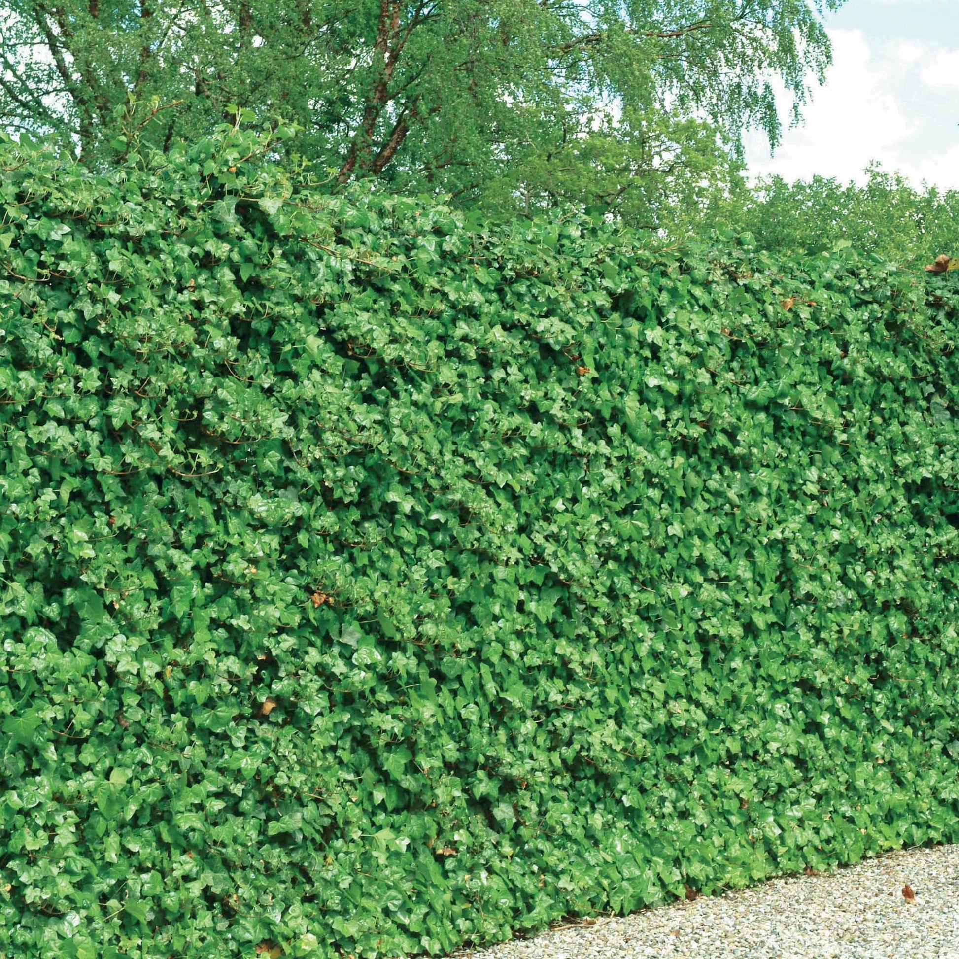 Großblättriger Irischer Efeu (x3) - Hedera hibernica - Bakker