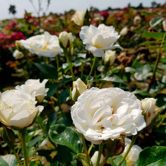 Rose 'Kristall' - Bakker