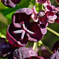 Fingerblättrige Akebie 'Quinata' - Akebia quinata - Bakker