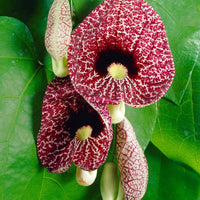 Pfeifenblume - Aristolochia macrophylla - Bakker