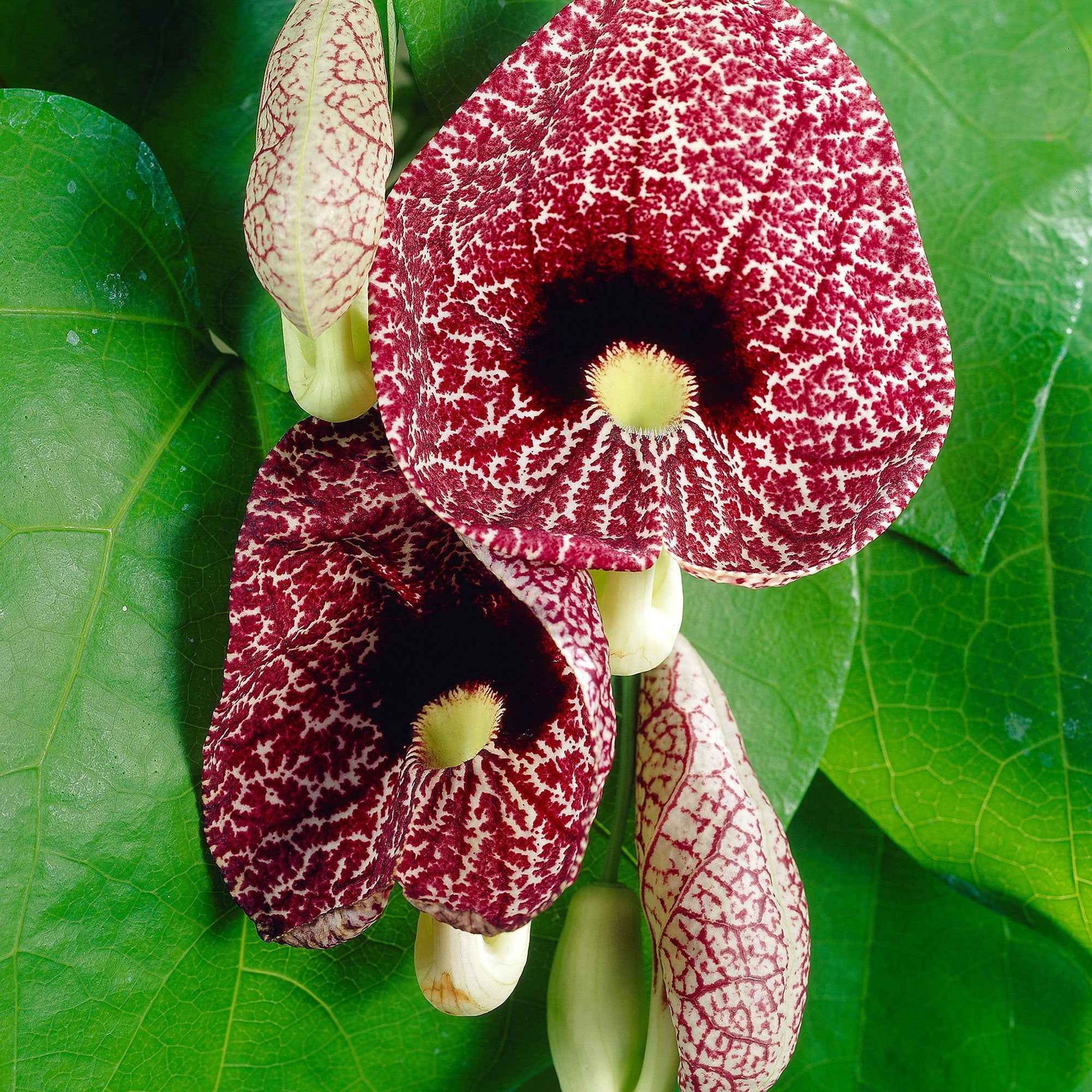 Pfeifenblume - Aristolochia macrophylla - Bakker