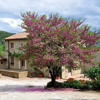 Cercis siliquastrum - Judasbaum - Bäume
