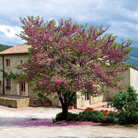 Sträucher-Kollektion Forsythie & Judasbaum (x2) - Cercis siliquastrum et forsythia x intermedia spectabilis - Bakker