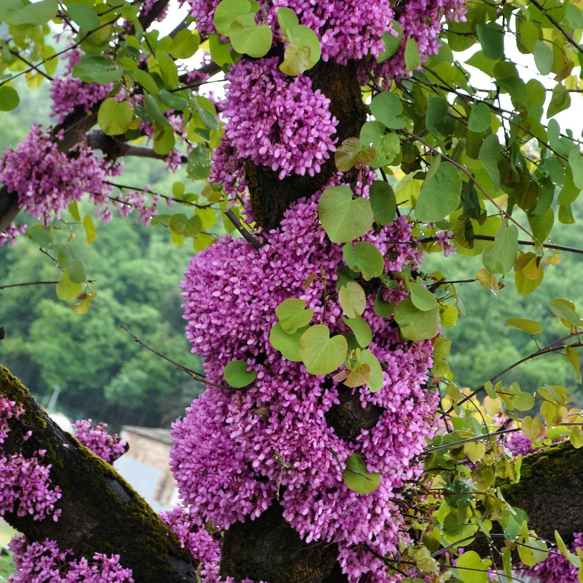 Judasbaum - Cercis siliquastrum - Bakker