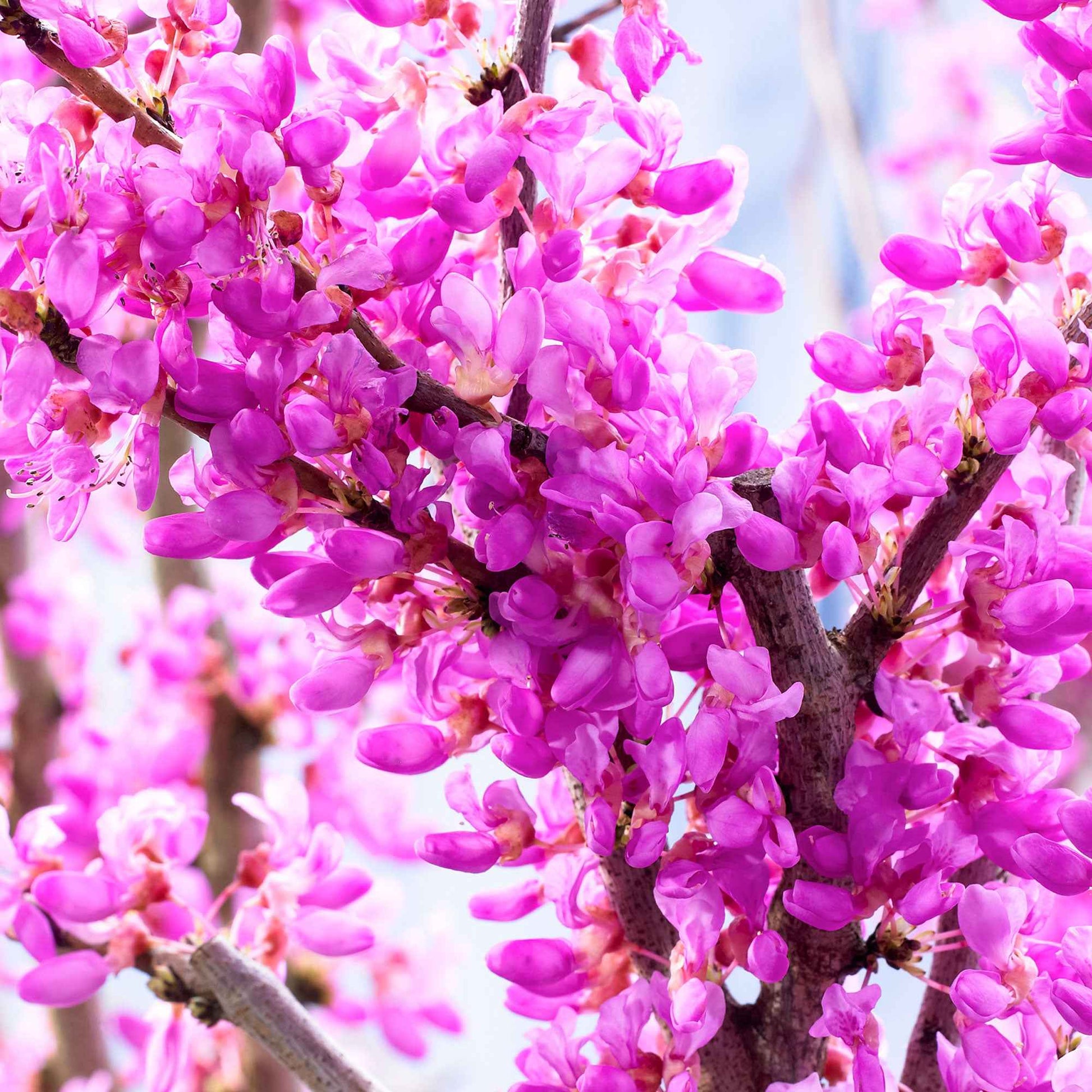Bäume - Judasbaum - Cercis siliquastrum