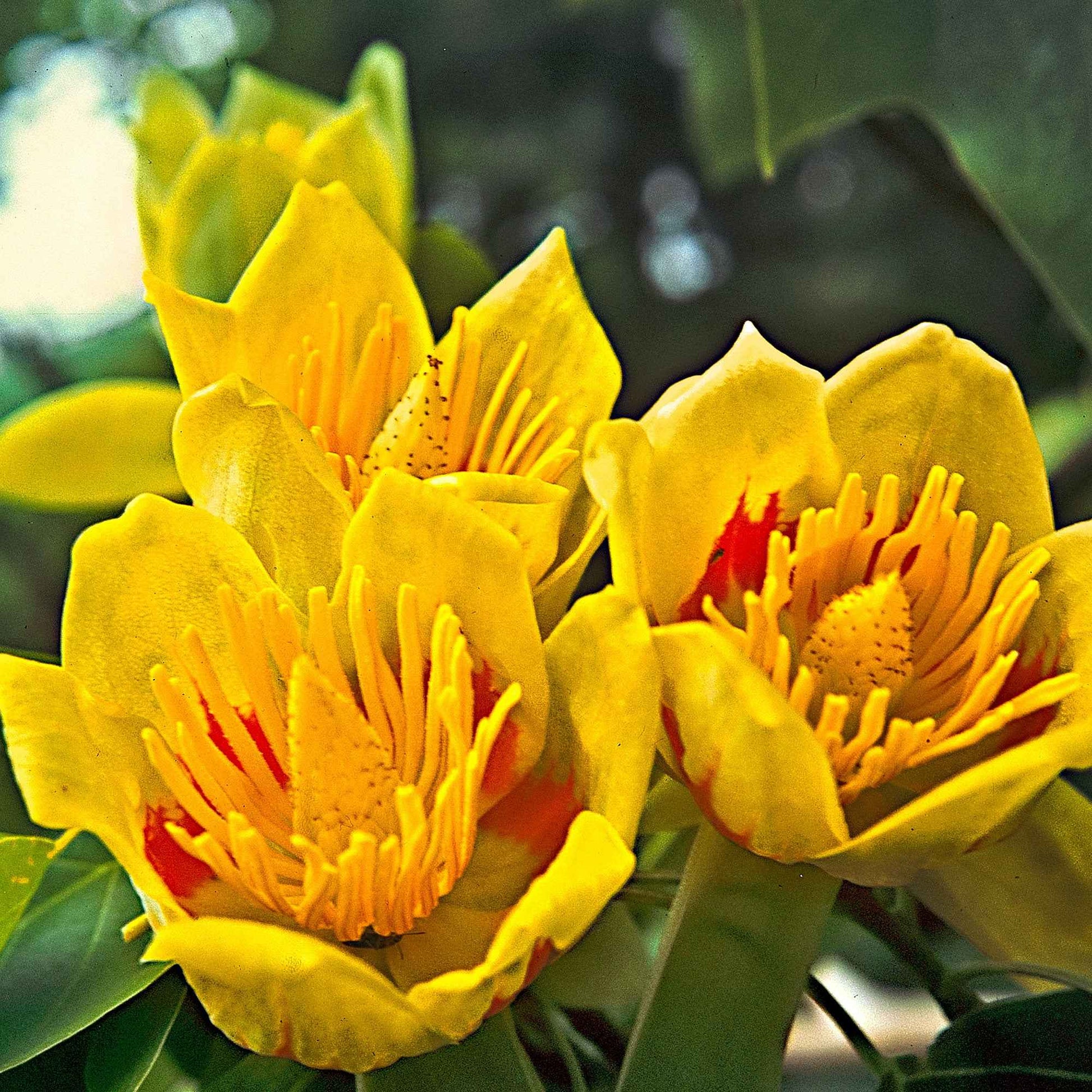 Verkauf Blühende Bäume - Tulpenbaum