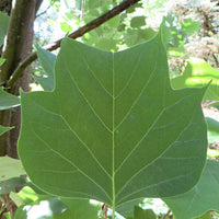Verkauf Tulpenbaum - Liriodendron tulipifera danny