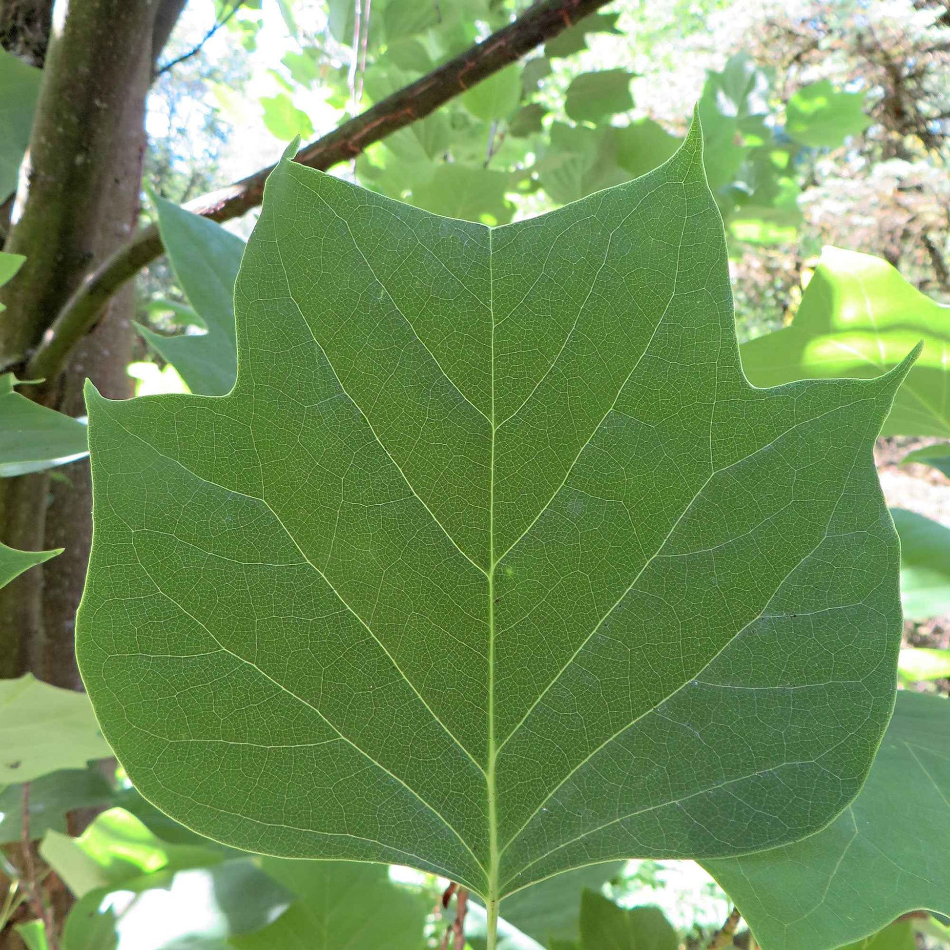 Verkauf Tulpenbaum - Liriodendron tulipifera danny