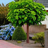 Catalpa bignonioides Nana - Kugel-Trompetenbaum - Trompetenbäume - Catalpa