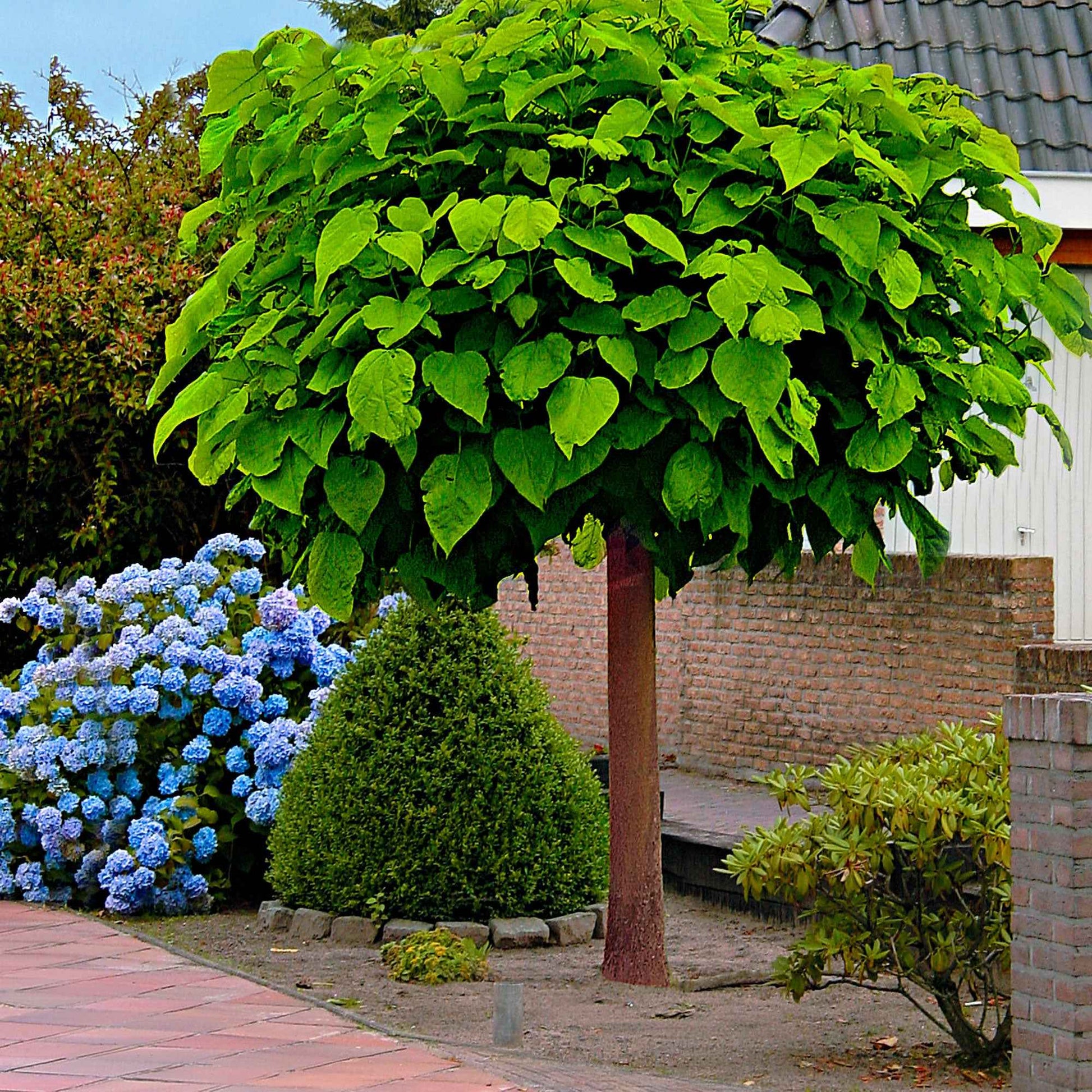Catalpa bignonioides Nana - Kugel-Trompetenbaum - Trompetenbäume - Catalpa
